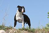 AMSTAFF ADULT 058